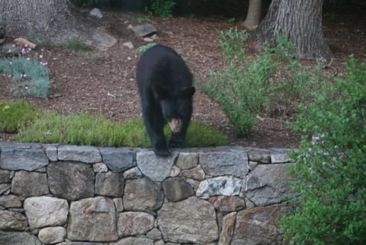 Several black bears, such as this one spotted in Bedford, were seen wandering around Armonk last weekend.