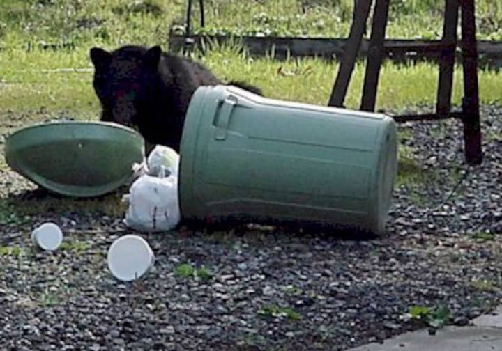 Black bear sightings are on the rise at homes in Ramapo.