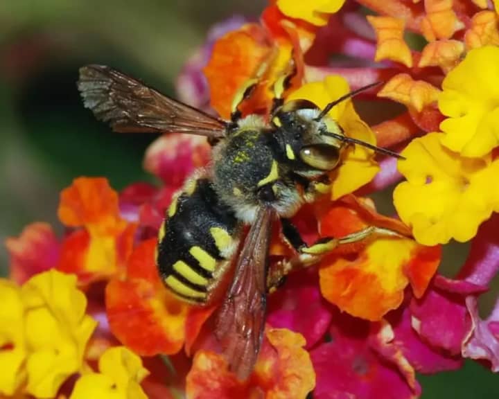 Greenburgh is considering legislation to allow beekeeping.