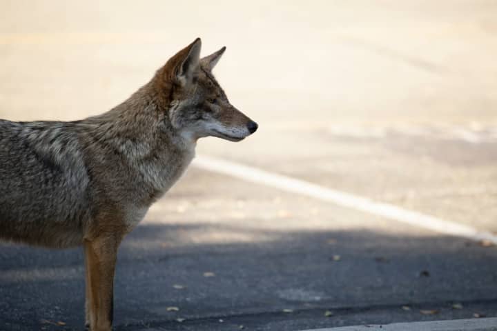 The coyote was spotted in the 1400 block of Patuxent Drive.