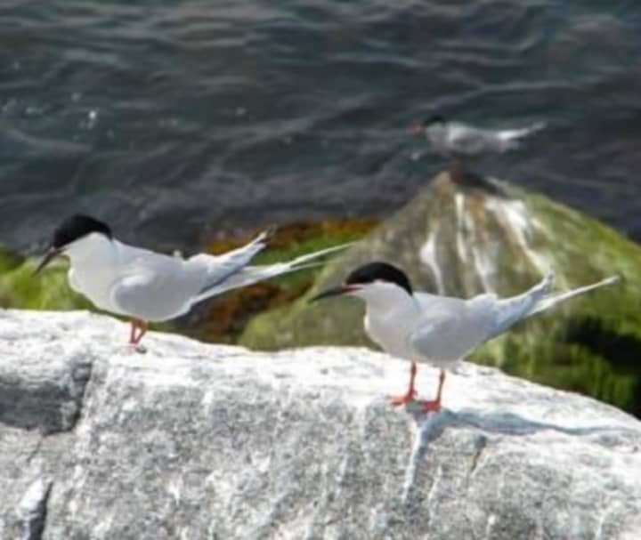 The Bruce Museum kicks off October events Sunday with First Sunday Bird Walk at Greenwich Point Park. 