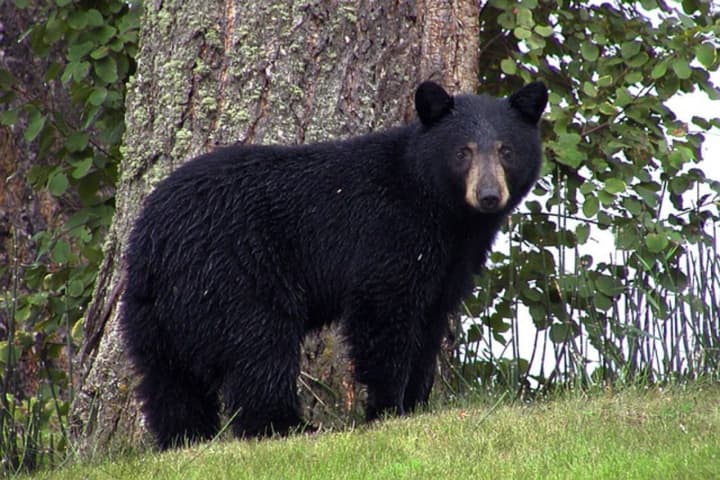 Police have issued a warning to Morris County residents after a dog was attacked by a bear in a local backyard.
