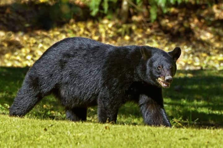 Police have issued an alert after receiving several reports of a bear that was seen wandering around neighborhoods in Northampton County.