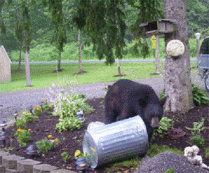 Human-bear conflicts can be avoided by doing simple things like taking bird feeders in after April 1 and securing garbage cans in garages or sheds, the state Department of Environmental Conservation says.