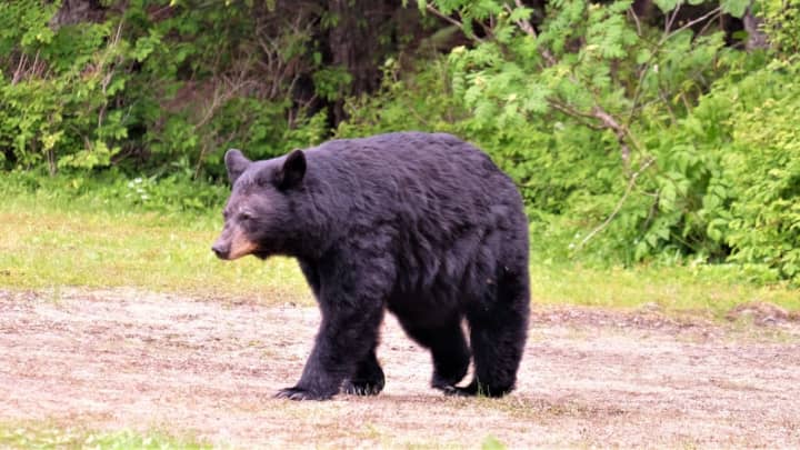 A homeowner shot a black bear after finding it on his enclosed porch.&nbsp;