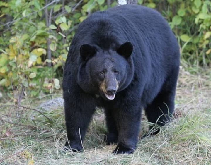 A black bear was spotted chowing down on a banana plant and some leftover bird seed in Bedford recently. It may, or may not, be the same wayward bruin seen roaming just over the border in Lewisboro. Pictured is an unrelated bear.