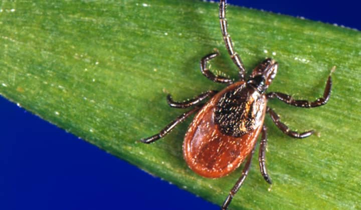 Powassan virus is spread to people by the bite of an infected tick.