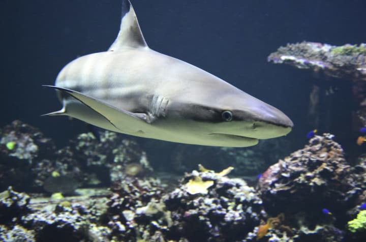 Shark sightings were also reported at Jones Beach and Atlantic Beach in late July.
