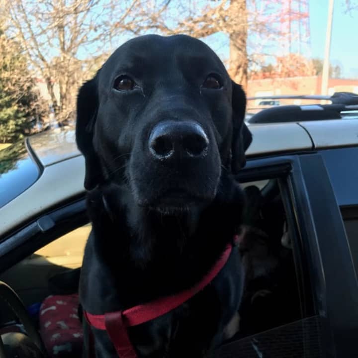 A homeless man in Norwalk is reluctant to seek temporary housing in a shelter because he would be forced to leave his chocolate lab, Bronson.