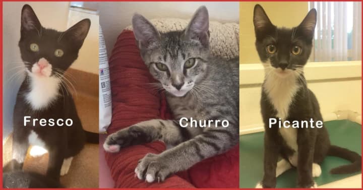 Fresco, Churro and Picante are looking for a new home.