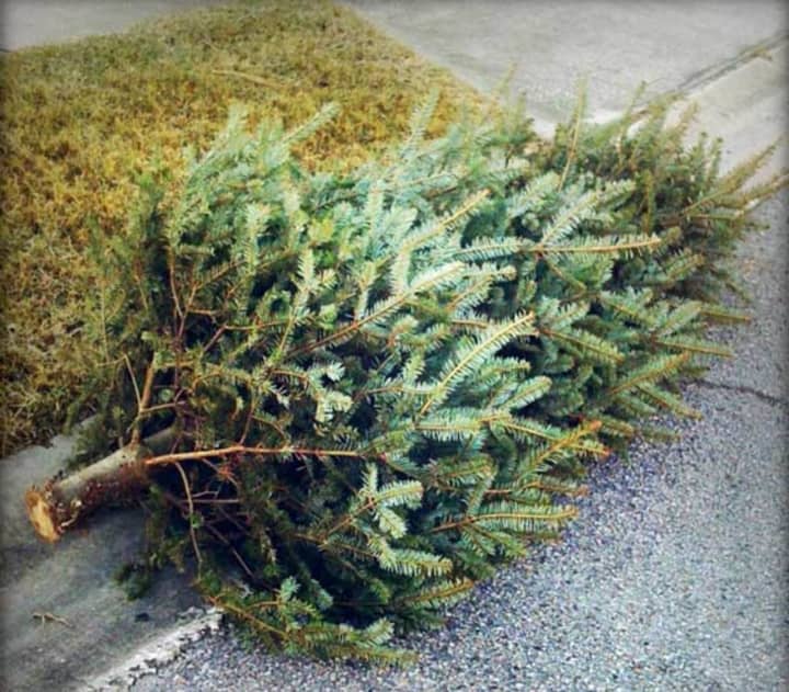 Leave your Christmas tree by the curb for pickup. But first you have to call ahead to the Ridgefield Boy Scouts for the free service.