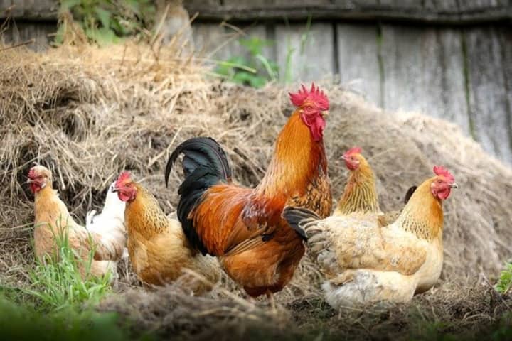 A Mansfield Township woman whose dogs ran loose and killed five chickens and a rooster has been charged, authorities said.