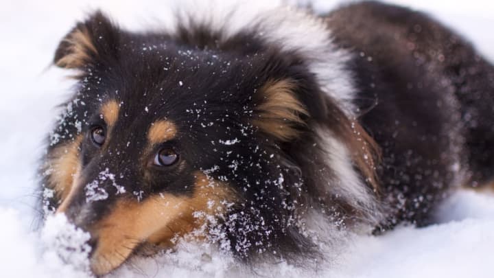 A dog in the snow.&nbsp;