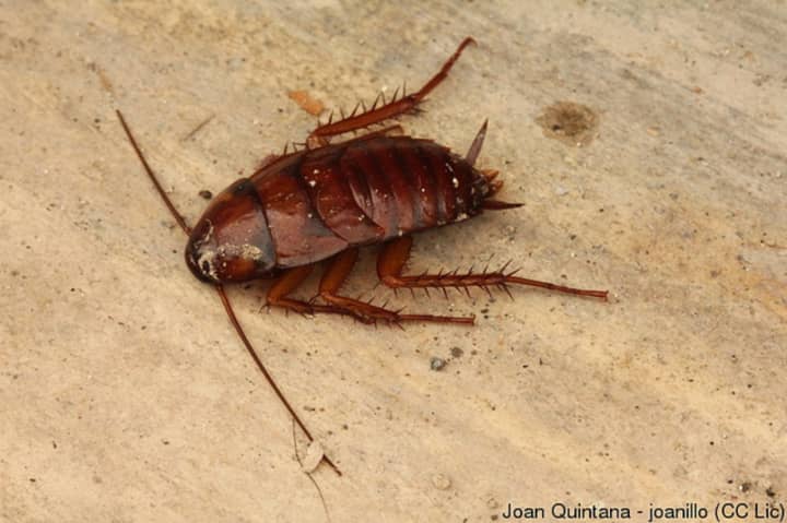 Cockroach &quot;milk&quot; is not yet available commercially, but researchers believe it shows promise.