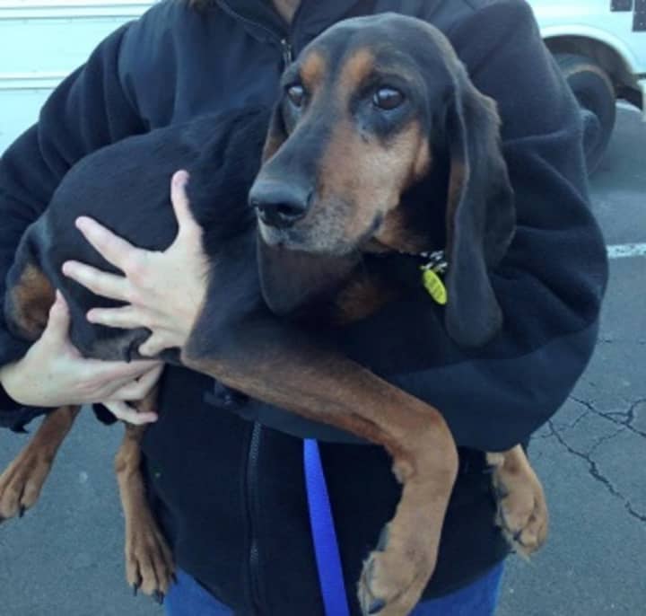 This American coonhound was last seen in Millwood on Monday, Feb. 1.
