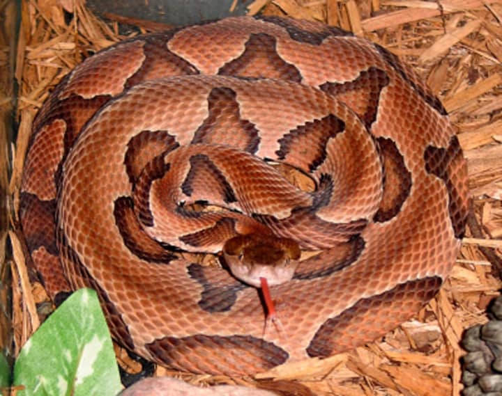 A smaller version of this copperhead snake depicted on Wikipedia was captured as it slithered around the pool area at the Weston Middle School Friday.