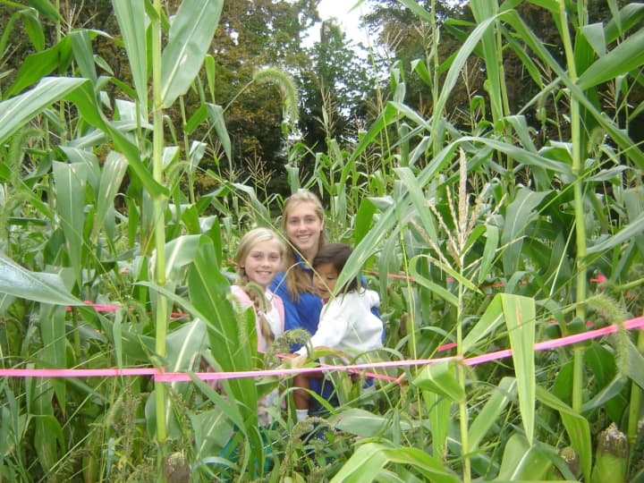 The Lewisboro Library Book Fair features much more than books. A corn maze is among activities at the event, Saturday, Sept. 24 at Onatru Farm Town Park.