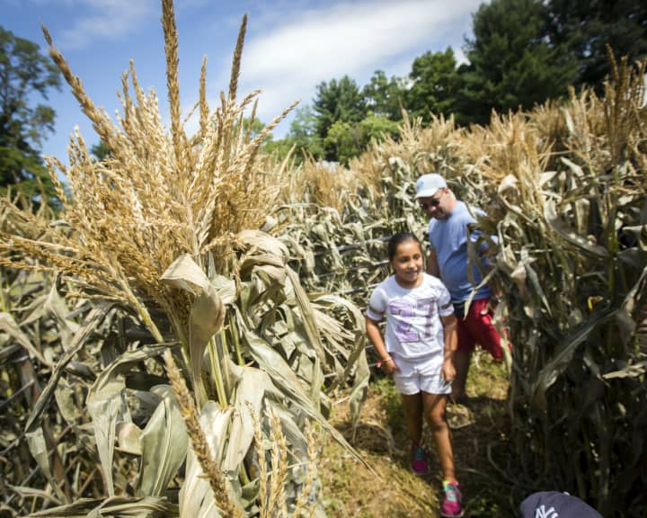 CORNucopia, the lower Hudson Valley’s only corn festival, returns to Philipsburg Manor in Sleepy Hollow Labor Day weekend.