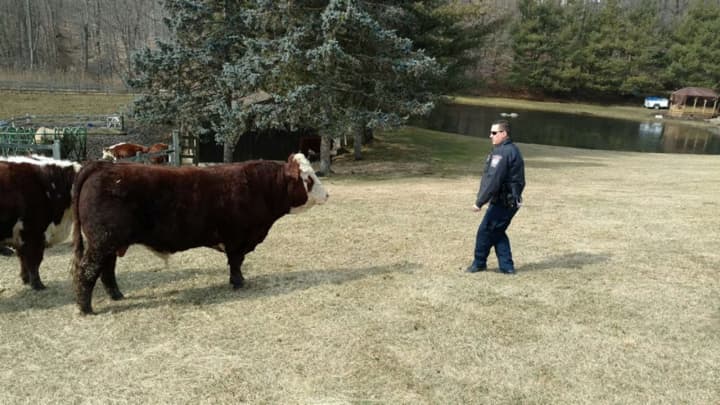 Officer Chris Campbell of the Brookfield Police Department became the Cowboy Cop to wrangle some escaped cattle.