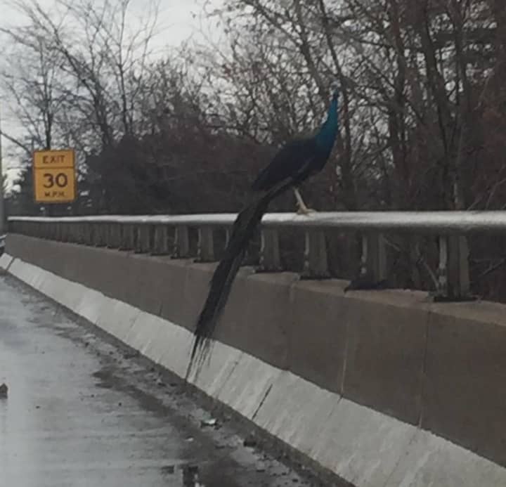A peacock visited I-91 before flying away from Connecticut State Police troopers.