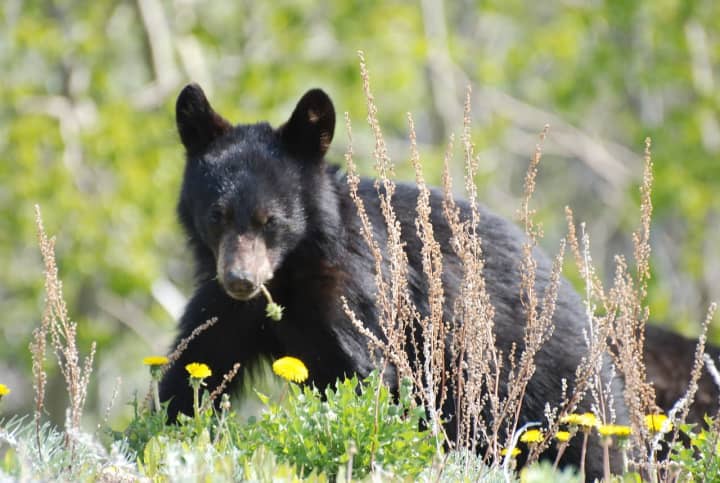 In the aftermath of a rabid black bear cub being discovered in Lewisboro, Westchester officials are offering free rabies vaccines to concerned pet owners.