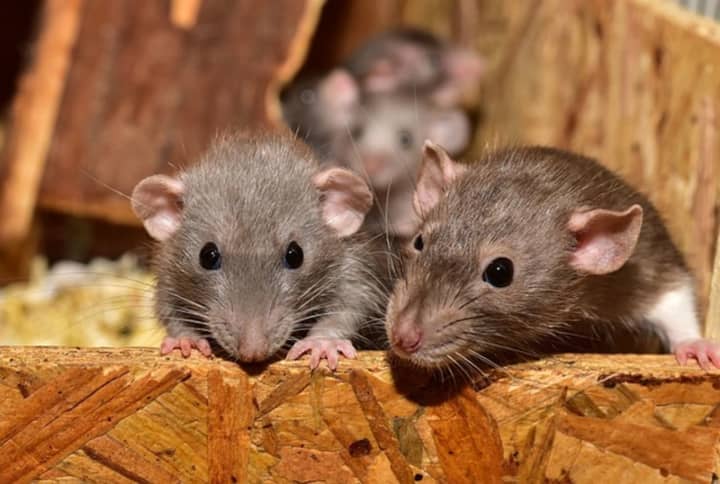 A &quot;small mammal&quot; infestation has caused Mamaroneck village officials to declare a state of local emergency.