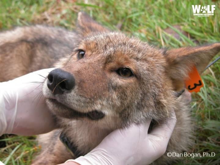 Muscoot Farm will host Coyote Awareness Day on Saturday.