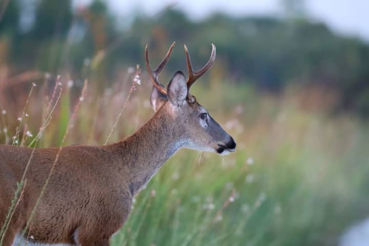 State officials announced three confirmed cases of white-tailed deer tested positive for hemorrhagic disease as dead deer have been found across multiple towns in Connecticut.