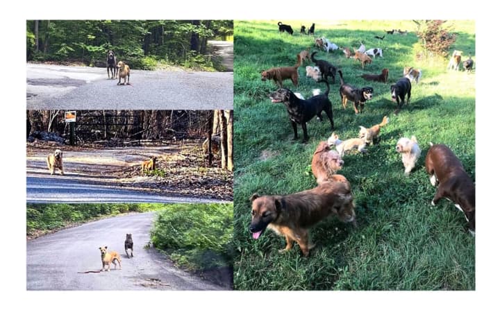 Local residents have complained for months that dogs had been left outside, with some roaming free along area roads. Many of them have posted photos of the various strays over the past year
  
