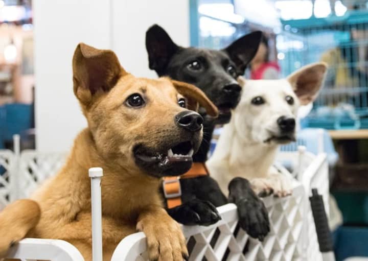 Local startup HowIMetMyDog finds the perfect forever homes for shelter dogs