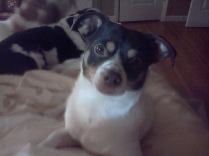 Rocco, a male rat terrier, went missing from his Mahopac home on Thursday, Feb. 4.