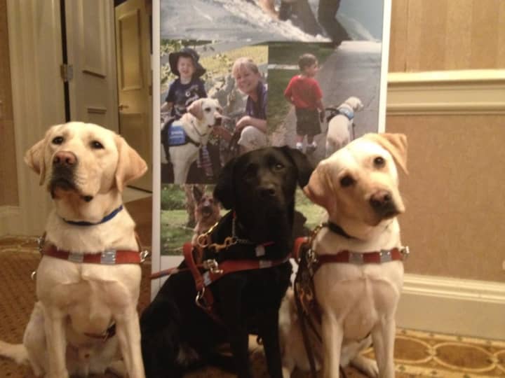 These guide dogs will be be at the Beekman Library March 31.