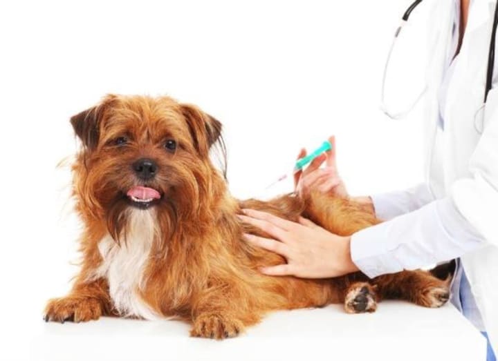 Cortlandt Animal Hospital will host a free rabies clinic Sunday, June 12, at its new center, Taconic Rt. 202 - 24 Hour Veterinary Center in Cortlandt Manor.