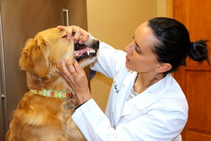Dental care is essential to you pet&#x27;s overall health, says Fishkill vet Hope Jankunas.