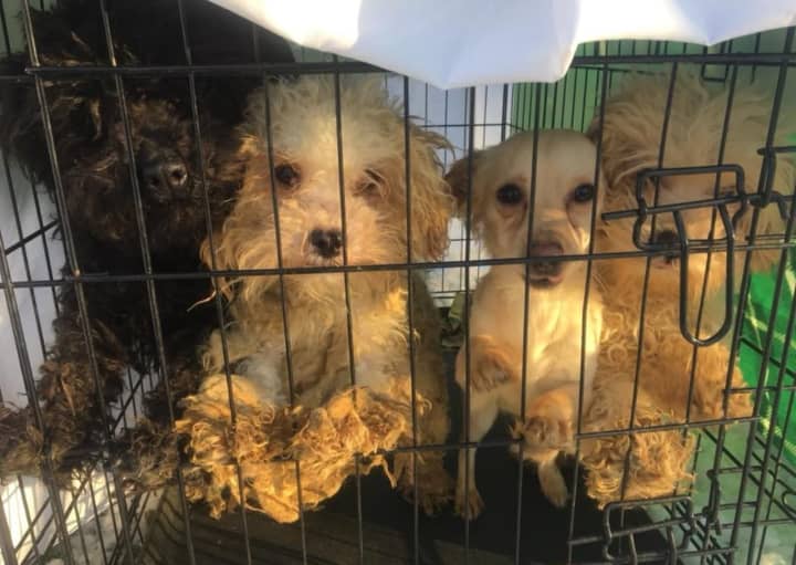 The Ramapo-Bergen Animal Refuge in Oakland is caring for a dozen dogs rescued from an abandoned Paterson home.