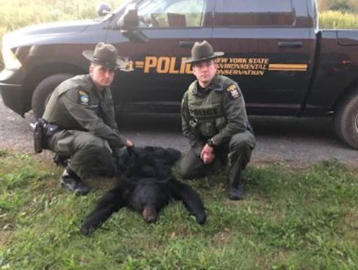 DEC Officers Johnson and Walraven with the bear illegally killed in Ulster County.