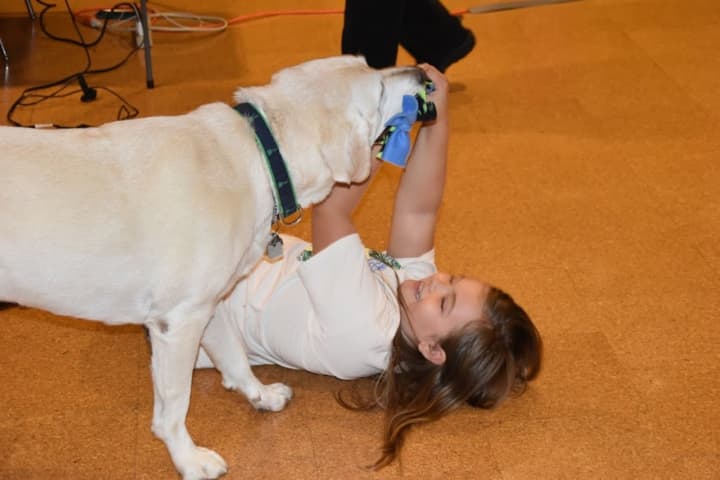 Elvis, the Guiding Eyes dog for paratriathlete Amy Dixon, played with a girl at his retirement party Saturday at the Greenwich YMCA. 