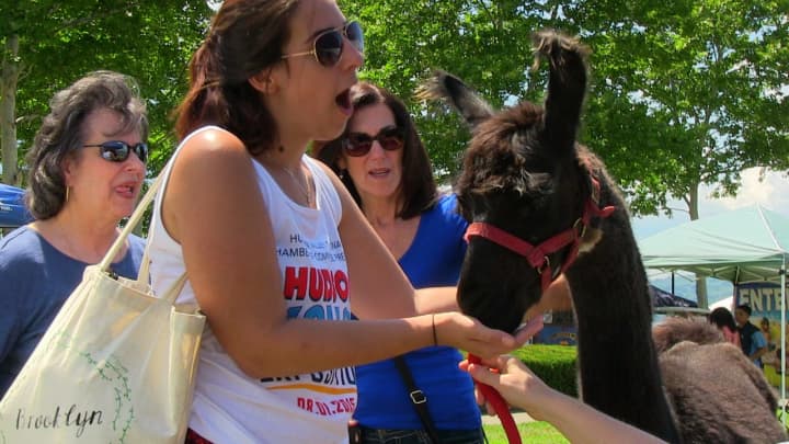 Petting llamas is one of the main attractions of the 2016 Hudson Valley Expo.