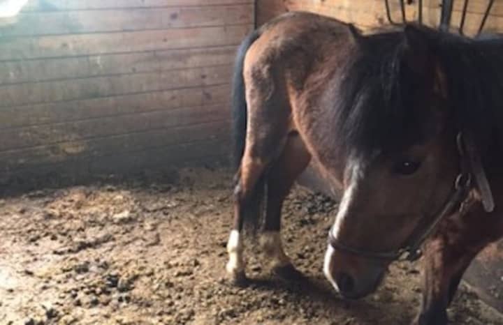 This 10-year-old stallion was found with the body of another horse at Argus Farm in Goshen.