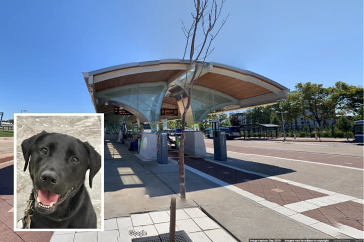 A K-9 officer named General assisted officers in a narcotics arrest at a New Britain bus station, police said.&nbsp;&nbsp;