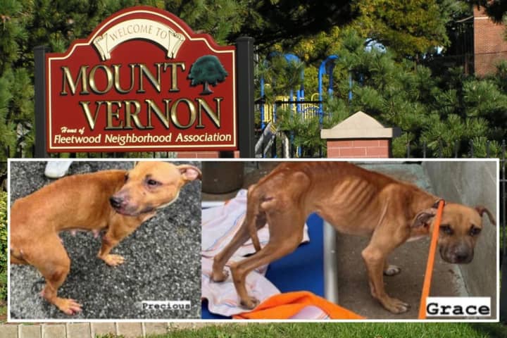 Authorities are investigating after two abused pit bulls were found in Mount Vernon in September 2022.