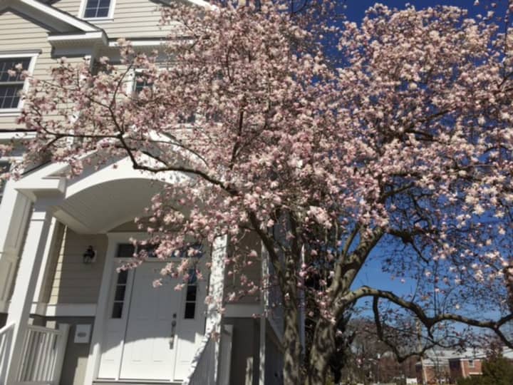 This Biltmore Ave. dogwood tree is in full bloom in Purchase, N.Y.
