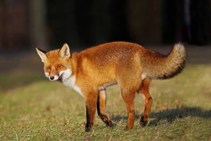 The fox was found dead over the weekend in Taneytown.
