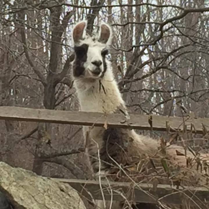 Frosty the llama peeks over a fence at SunRaven, a holistic health center in Bedford, recently.