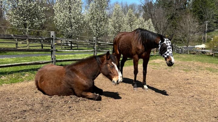 Cassimo and Rodeyo of Furvivors Wonderland Horse Rescue and Sanctuary in Chester Springs