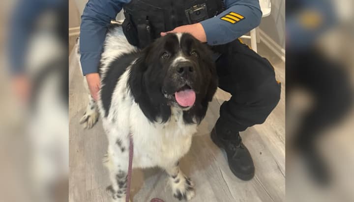 A dog that was rescued from a hoarding situation was adopted by an officer from the Galloway Township (NJ) Police Department.
  
