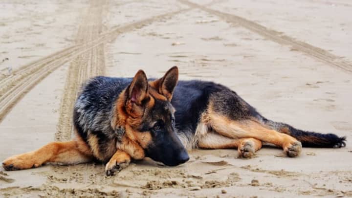 A German Shepherd laying in a road (stock image, not actual dog struck).