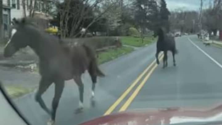 These horses led police on a chase through Hulmeville on Tuesday, March 28.