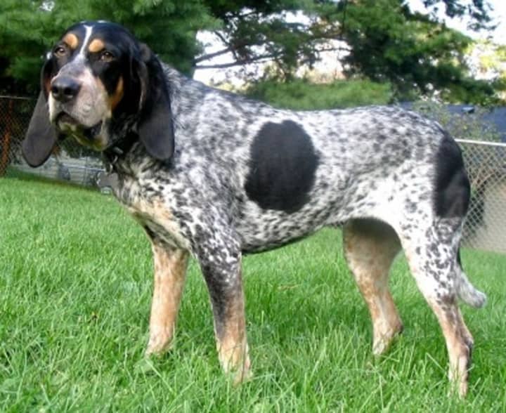 Several dozen hounds (similar to the one pictured) were roaming around Ridgefield on Tuesday morning, residents and town officials reported.