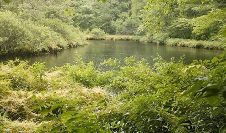 A pristine pond just begs to be fished at the Hudson Highlands Gateway Park in Cortlandt. The town, after 15 years of stewardship over the 352-acre site off Sprout Brook Road, now officially owns it.
